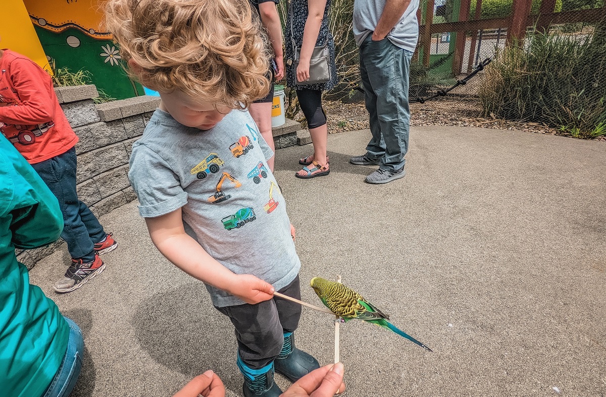A boy feeds bird seed to a budgie at Point Defiance Zoo & Aquarium's Budgie Buddies aviary repening for summer